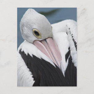 Australische pelikaan close-up briefkaart