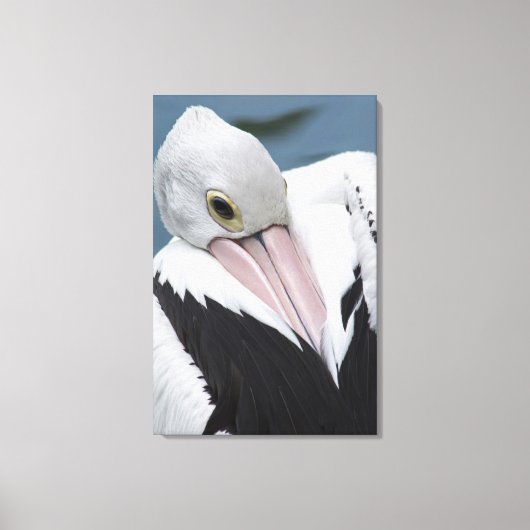 Australische pelikaan close-up canvas afdruk (Voorkant)