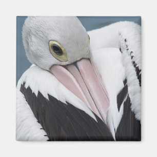 Australische pelikaan close-up magneet