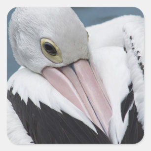 Australische pelikaan close-up vierkante sticker