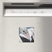 Australische pelikaan komt dicht magneet (Insitu (Vaatwasser))