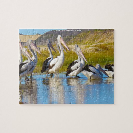 Australische pelikanen legpuzzel (Horizontaal)
