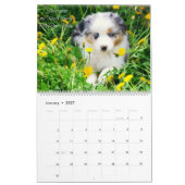 Australische Puppies van Shepherd Kalender (Jan 2027)