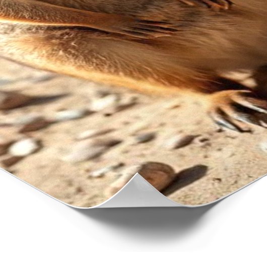 Australische Quokka Twins, Poster (Hoek)