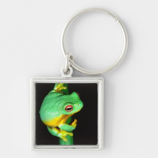 Australische Red Eye Treefrog, Litoria chloris, Sleutelhanger (Voorkant)