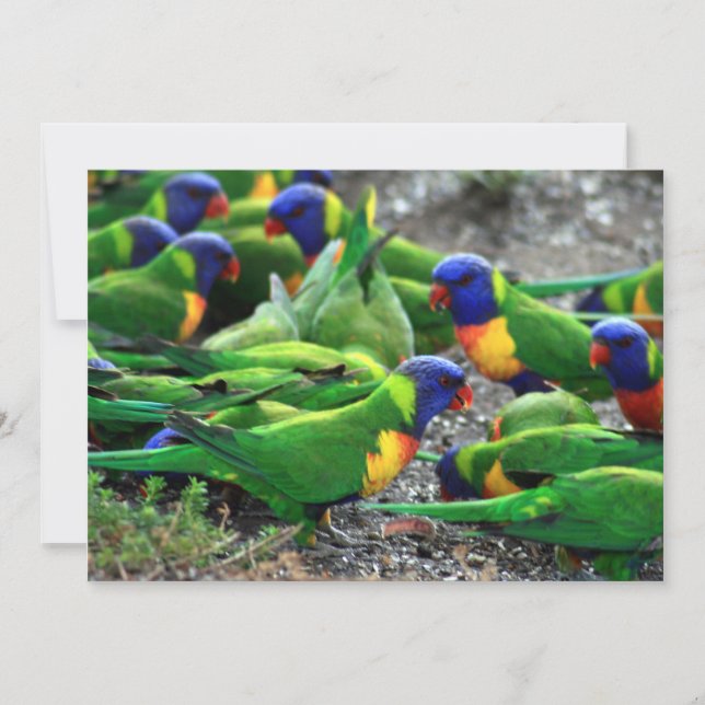 Australische regenboog Lorikeets (Voorkant)