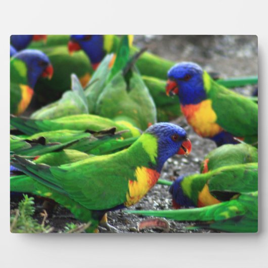 Australische regenboog Lorikeets Fotoplaat (Voorkant)