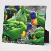 Australische regenboog Lorikeets Fotoplaat (Zijkant)