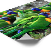 Australische regenboog Lorikeets Poster (Hoek)