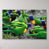 Australische regenboog Lorikeets Poster (Voorkant)