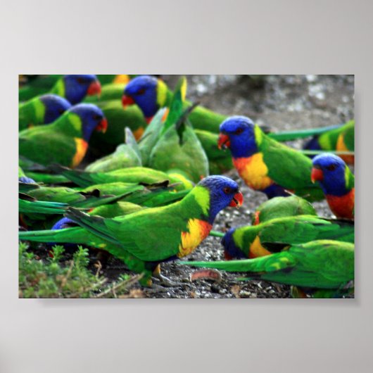 Australische regenboog Lorikeets Poster (Voorkant)