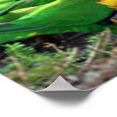 Australische regenboog Lorikeets Poster (Hoek)