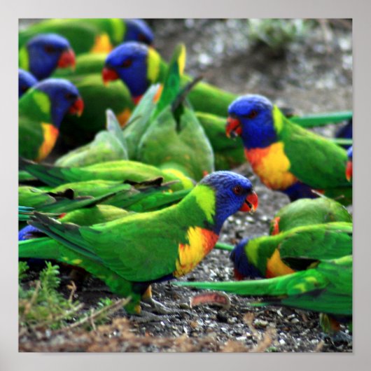Australische regenboog Lorikeets Poster (Voorkant)