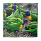 Australische regenboog Lorikeets Tegeltje (Voorkant)