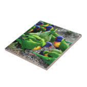 Australische regenboog Lorikeets Tegeltje (Zijkant)