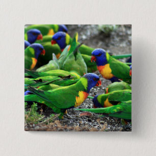 Australische regenboog Lorikeets Vierkante Button 5,1 Cm