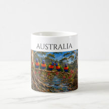 Australische Regenbooglori & Mierenegel Stroom