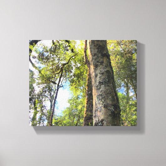 Australische regenwouden Eucalyptus Gum Trees Canvas Afdruk (Voorkant)