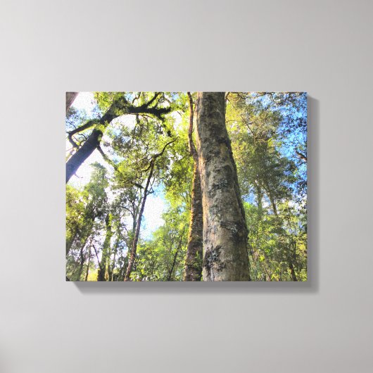 Australische regenwouden Eucalyptus Gum Trees Canvas Afdruk (Voorkant)