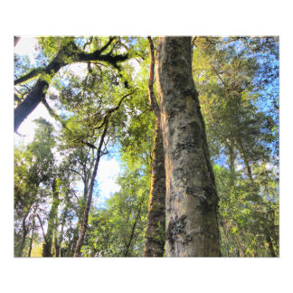 Australische regenwouden Eucalyptus Gum Trees Foto Afdruk