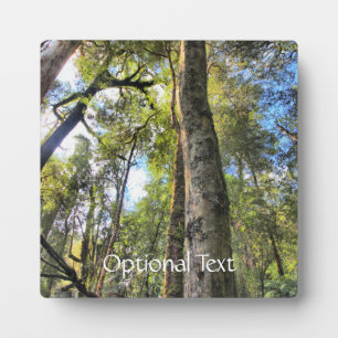 Australische regenwouden Eucalyptus Gum Trees Fotoplaat