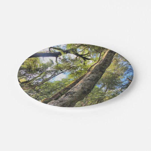 Australische regenwouden Eucalyptus Gum Trees Papieren Bordje (Gekanteld)