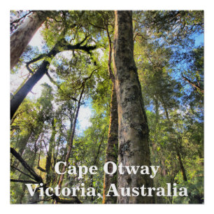 Australische regenwouden Eucalyptus Gum Trees Poster