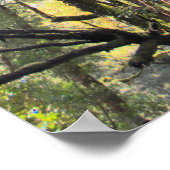 Australische regenwouden Eucalyptus Gum Trees Poster (Hoek)