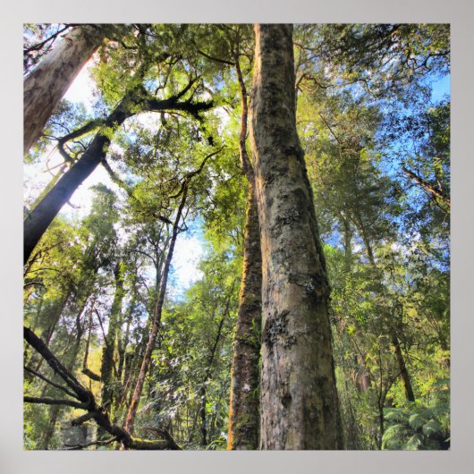 Australische regenwouden Eucalyptus Gum Trees Poster (Voorkant)