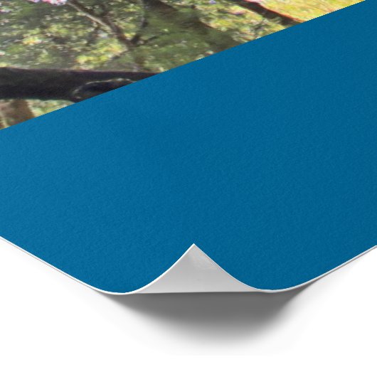 Australische regenwouden Eucalyptus Gum Trees Poster (Hoek)