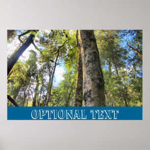 Australische regenwouden Eucalyptus Gum Trees Poster