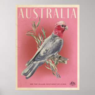  Australische reisposter Parott Poster