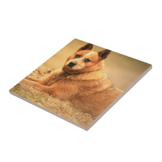 Australische rode kattenhond tegeltje (Zijkant)