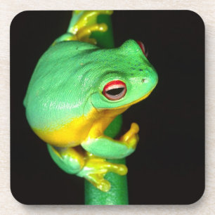 Australische Rode Oog Boomkikker, Litoria chloris, Bier Onderzetter