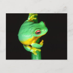 Australische Rode Oog Boomkikker, Litoria chloris, Briefkaart