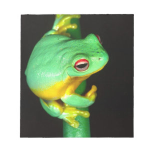 Australische Rode Oog Boomkikker, Litoria chloris, Notitieblok
