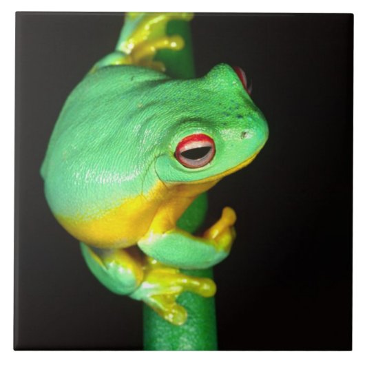Australische Rode Oog Boomkikker, Litoria chloris, Tegeltje (Voorkant)