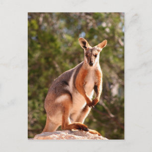 Australische rotswieg briefkaart