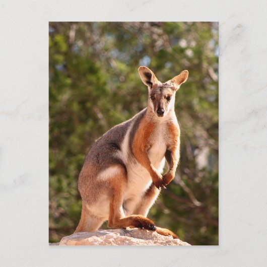 Australische rotswieg briefkaart (Voorkant)