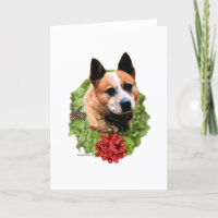 Australische runderen hondenkrans