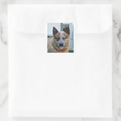 Australische runderhond red.png vierkante sticker (Tas)