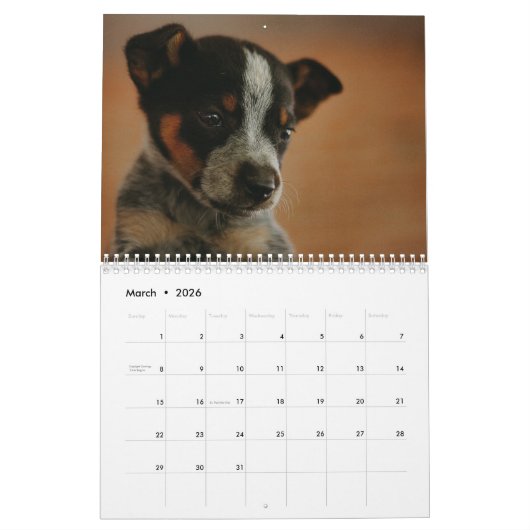 Australische Rundvee Hond Kalender 2026 (Mar 2026)