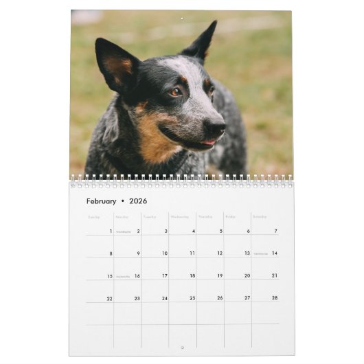 Australische Rundvee Hond Kalender 2026 (Feb 2026)