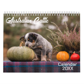 Australische Rundvee Hond Kalender 2026