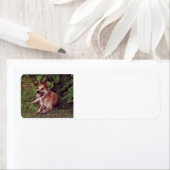 Australische rundvee hond rood leggen.png etiket (Insitu)