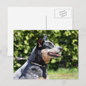 australische rundveefond briefkaart (Voorkant / Achterkant)