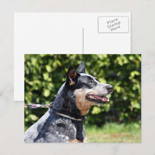 australische rundveefond briefkaart (Voorkant / Achterkant)