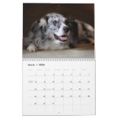 Australische Shepherd Dog-kalender 2013 Kalender (Mar 2026)