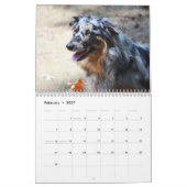 Australische Shepherd Dog-kalender 2013 Kalender (Feb 2027)