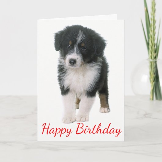 Australische Shepherd Happy Birthday Puppy Dog Kaart (Voorkant)
